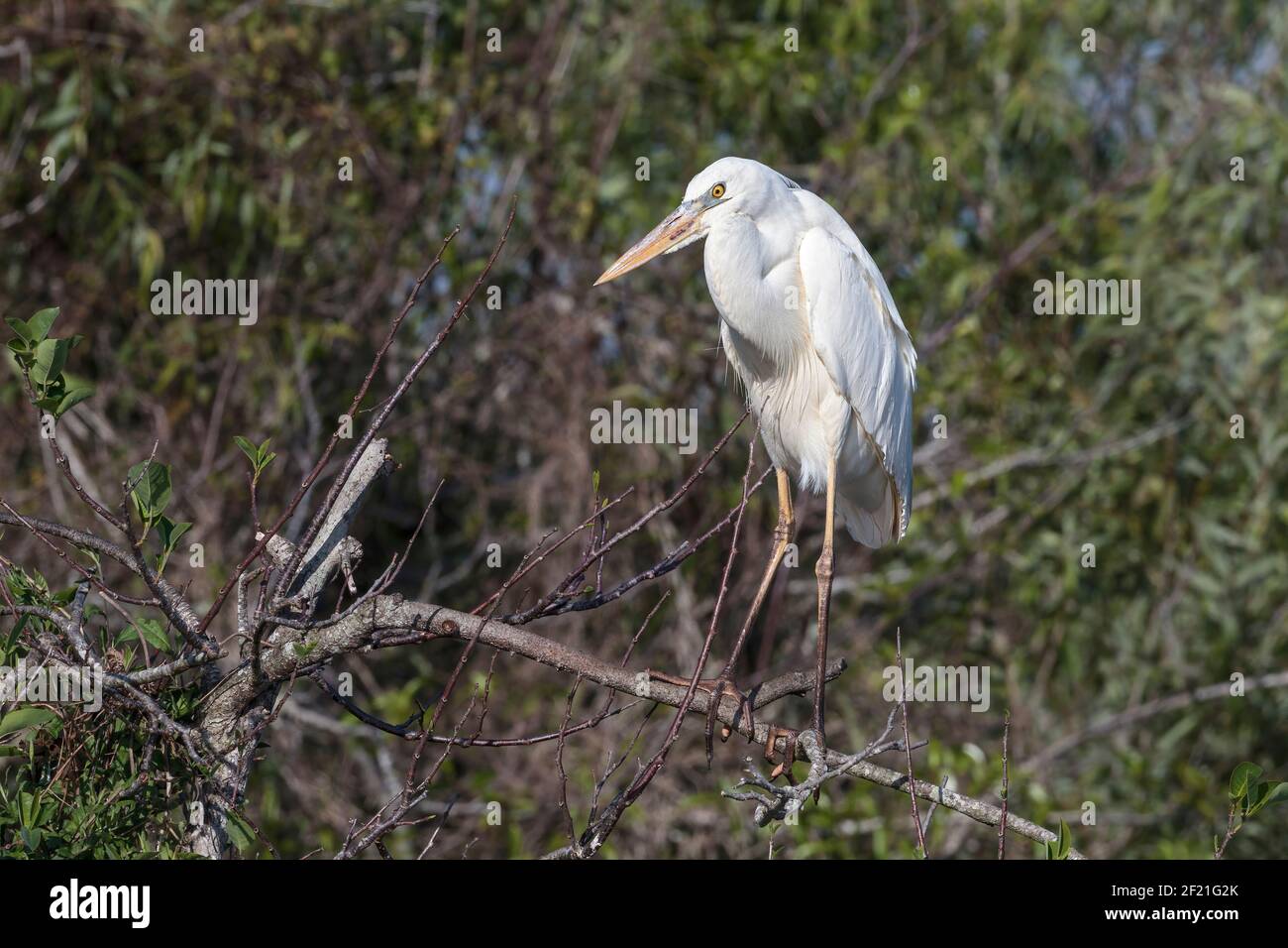 Blaureiher, Ardea herodias, einziger weißer Morphvogel, stehend auf Ast in Vegetation, Eveglades, Florida, USA Stockfoto