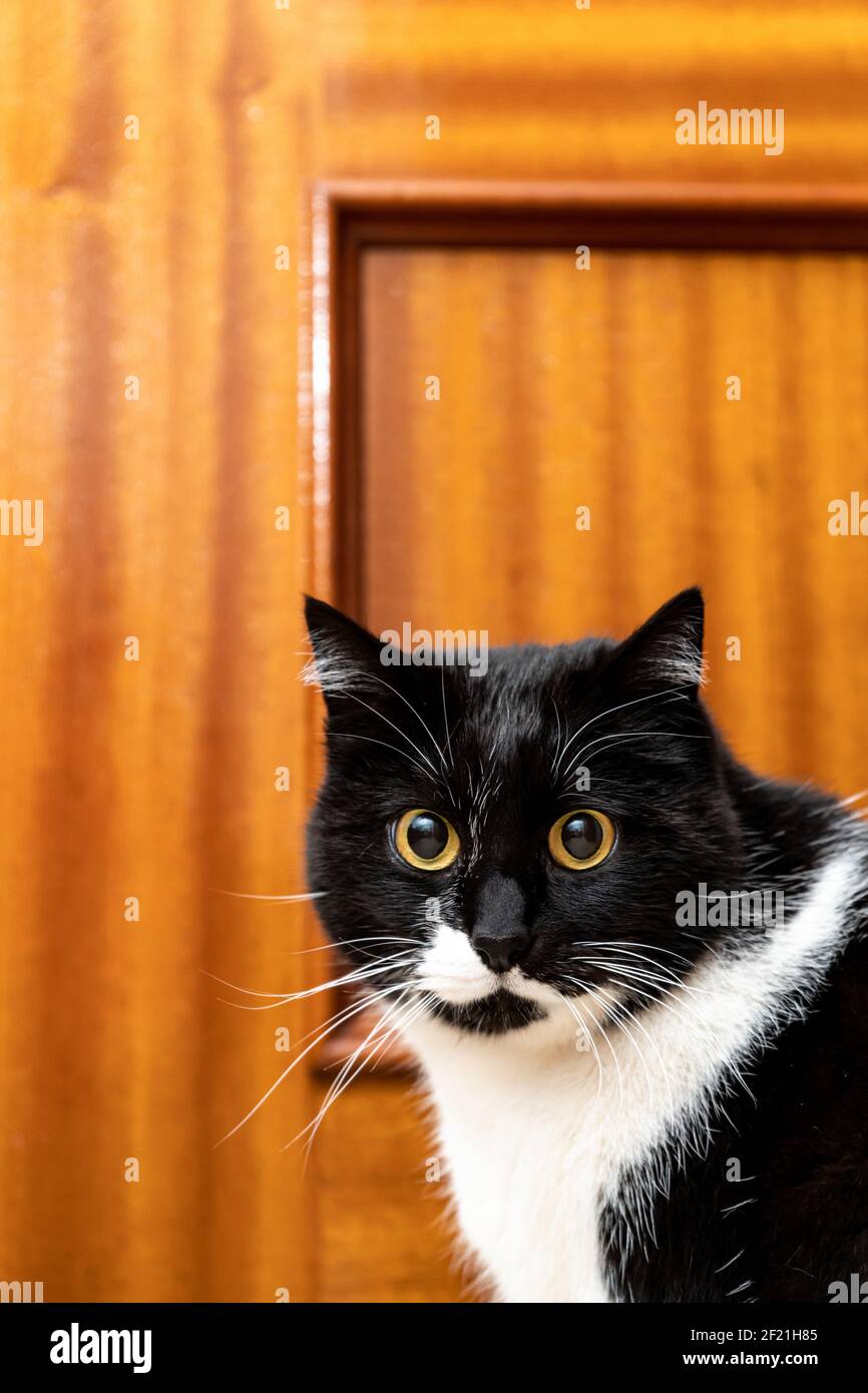 Vertikale Aufnahme einer Nahaufnahme des Kopfes von Ein Smoking schwarz und weiß Hauskatze Stockfoto