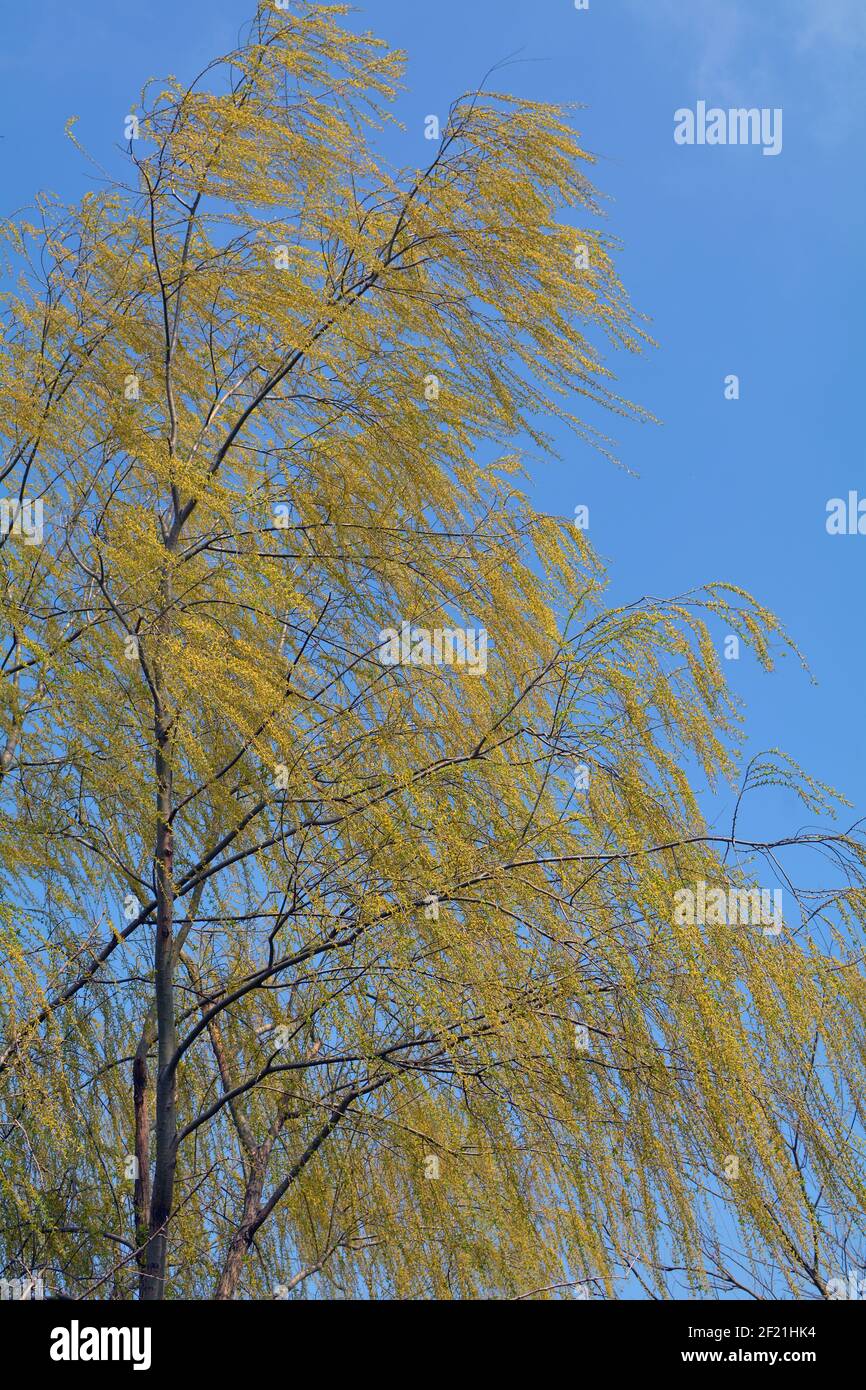 Grüne Blätter eines hängenden Baumes blasen im Wind gegen einen perfekten blauen Himmel. Stockfoto