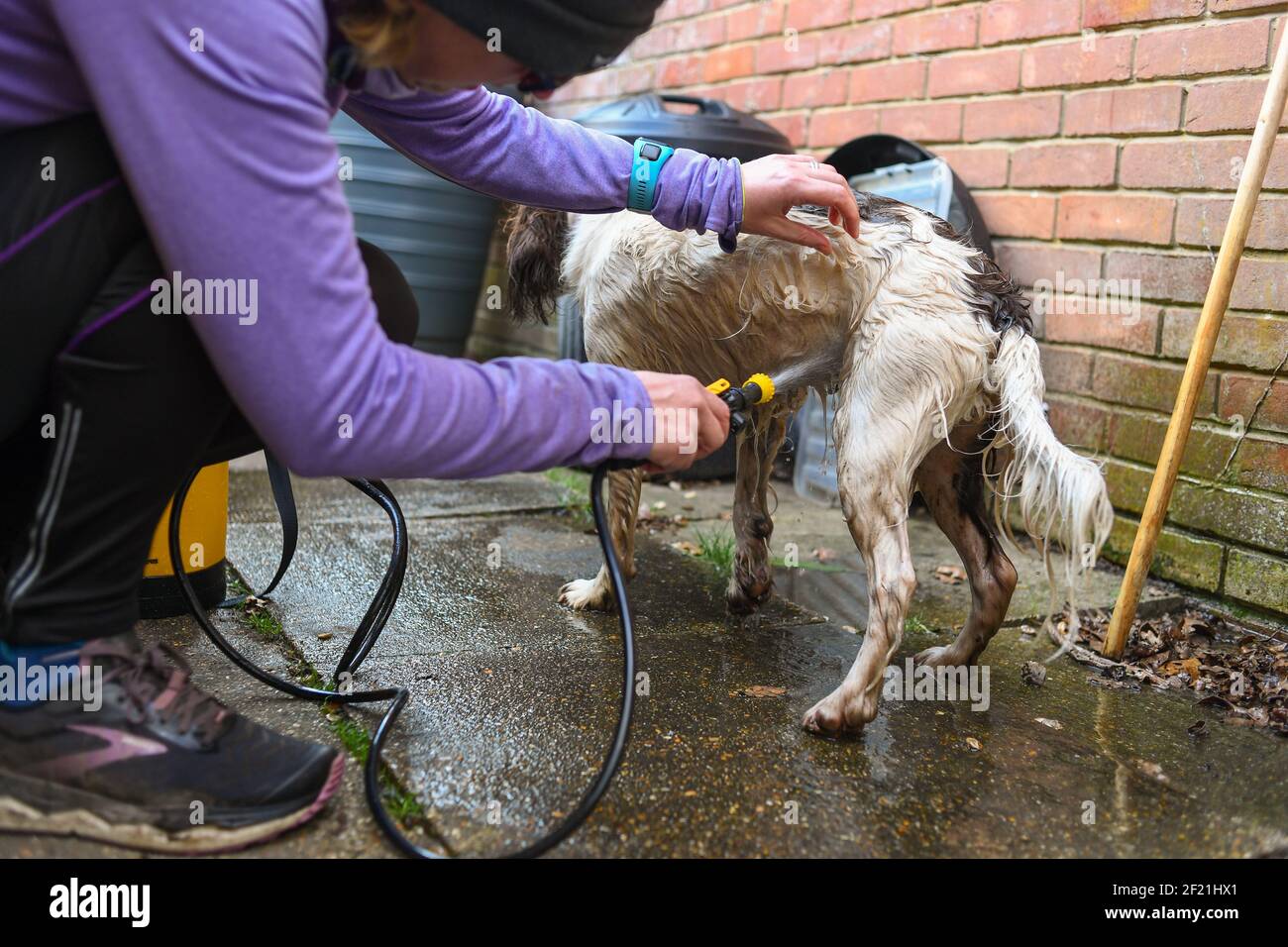 Ein schmutziger englischer Springer Spaniel Hund erhält eine Wäsche draußen mit einer Pumpe Handwaschmaschine, um Schmutz und Bakterien nach einem Spaziergang loszuwerden. Stockfoto