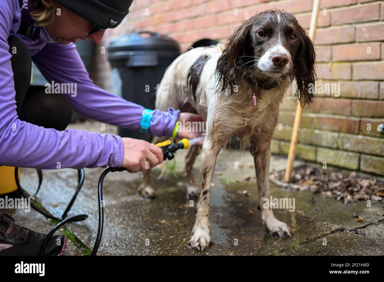 Ein schmutziger englischer Springer Spaniel Hund erhält eine Wäsche draußen mit einer Pumpe Handwaschmaschine, um Schmutz und Bakterien nach einem Spaziergang loszuwerden. Stockfoto