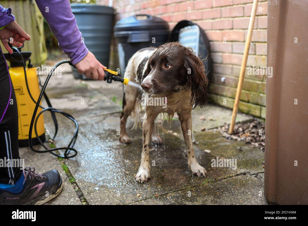 Ein schmutziger englischer Springer Spaniel Hund erhält eine Wäsche draußen mit einer Pumpe Handwaschmaschine, um Schmutz und Bakterien nach einem Spaziergang loszuwerden. Stockfoto