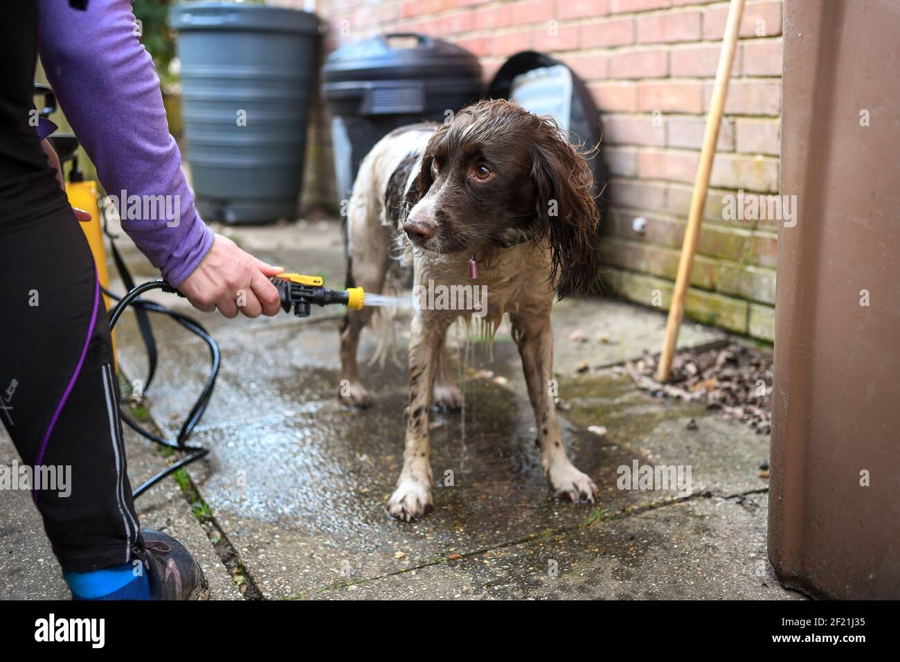 Ein schmutziger englischer Springer Spaniel Hund erhält eine Wäsche draußen mit einer Pumpe Handwaschmaschine, um Schmutz und Bakterien nach einem Spaziergang loszuwerden. Stockfoto