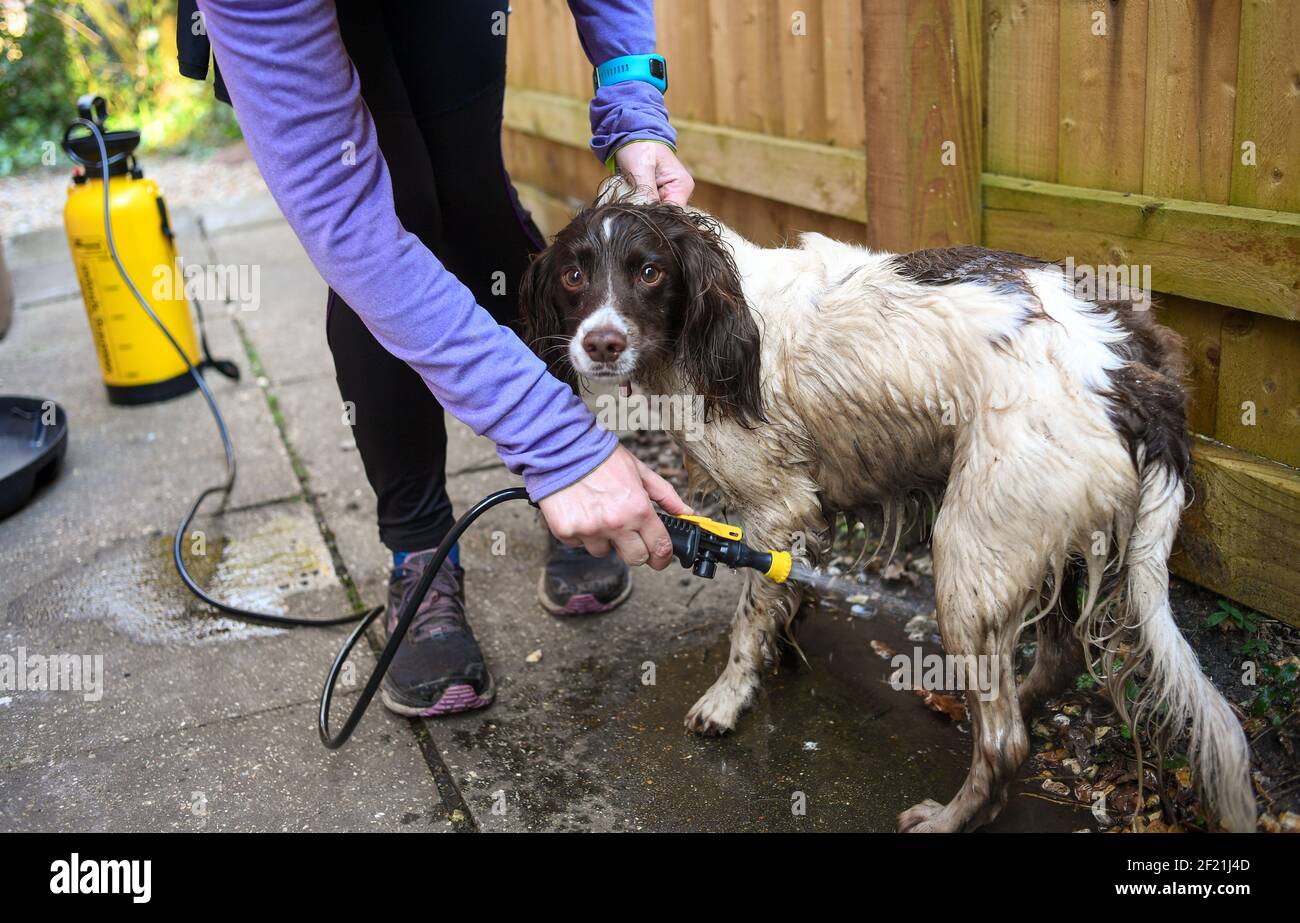 Ein schmutziger englischer Springer Spaniel Hund erhält eine Wäsche draußen mit einer Pumpe Handwaschmaschine, um Schmutz und Bakterien nach einem Spaziergang loszuwerden. Stockfoto