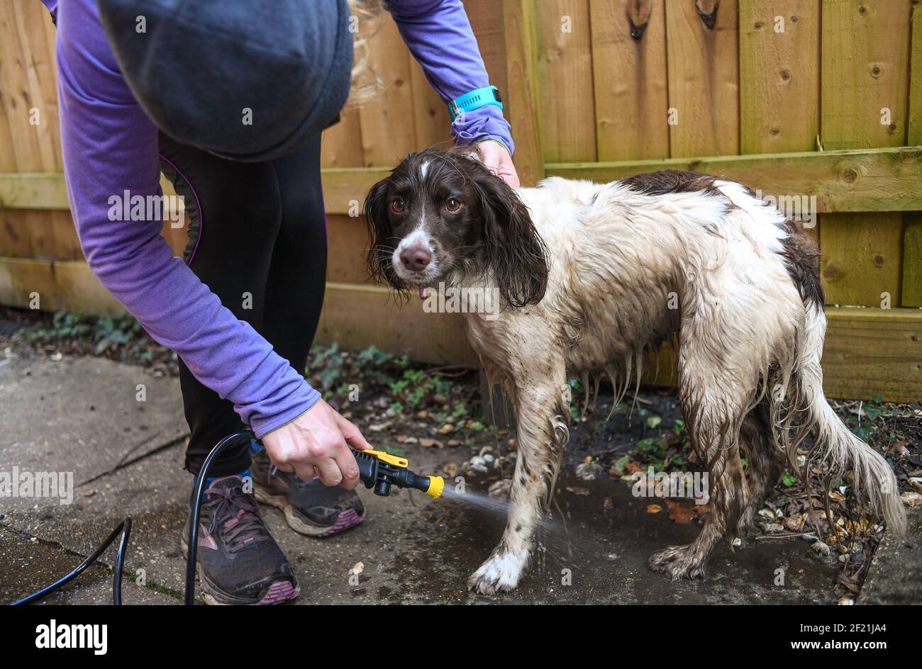 Ein schmutziger englischer Springer Spaniel Hund erhält eine Wäsche draußen mit einer Pumpe Handwaschmaschine, um Schmutz und Bakterien nach einem Spaziergang loszuwerden. Stockfoto
