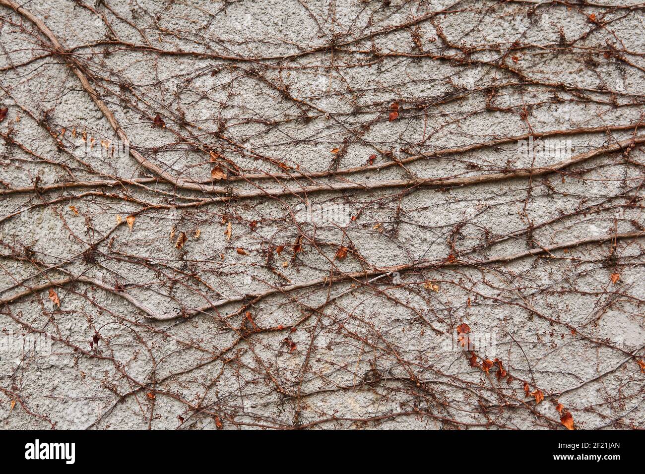 Hintergrund - eine Steinmauer, bedeckt mit einem natürlichen Muster von trockenen Winterstämmen von wilden Reben Stockfoto