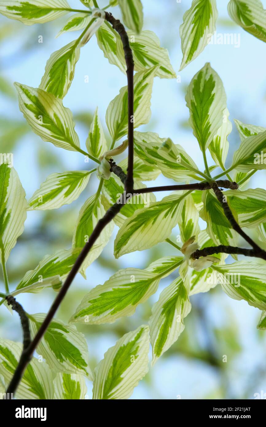 Cornus controversa 'Variegata', der Hochzeitstortenbaum, bunt Tisch Dogwood. Eiige Blätter breit mit Sahne mariniert Stockfoto