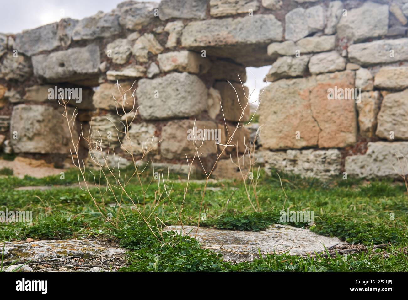 Trockene Halme von Gras vor einem Hintergrund von verschwommen alten Ruinen Stockfoto