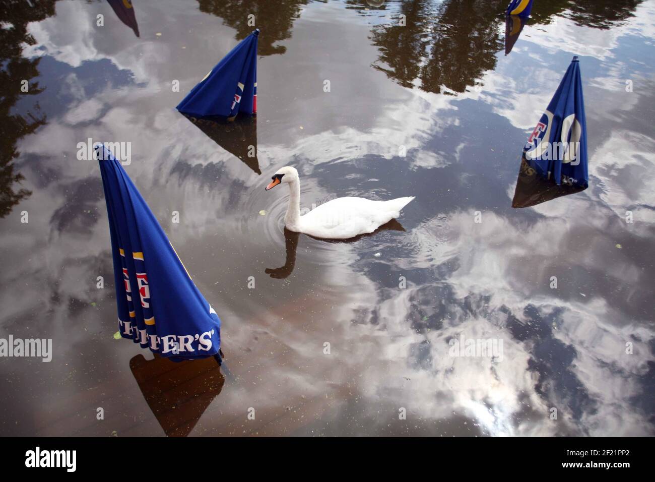 Die Themse in Wallingford in Überschwemmung. Schwäne schwimmen zwischen den Tischen auf der Terrasse des BOATHOUSE Pub pic David Sandison Stockfoto