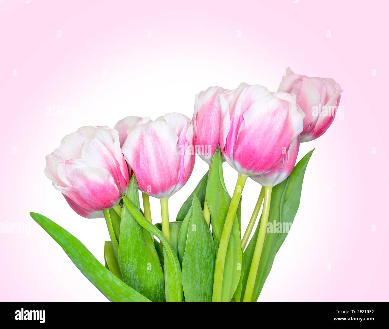 Bouquet von rosa mit weißen Frühling Tulpe Blumen schließen auf rosa Farbverlauf Hintergrund. Festliche Blumenzusammensetzung für Damen Tag, Mütter Tag Urlaub o Stockfoto
