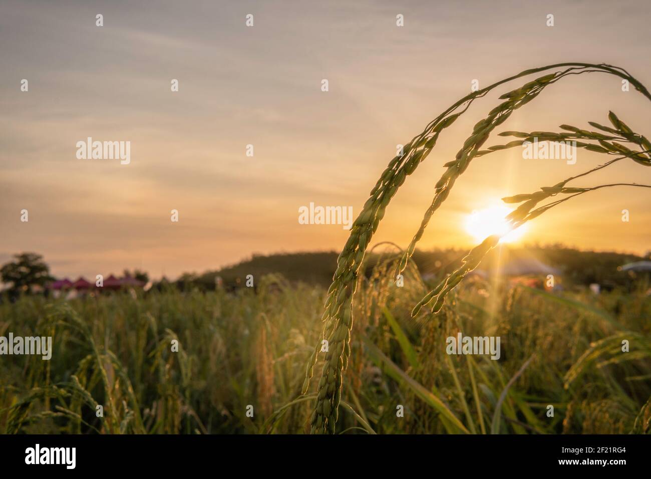 Reisfeldpflanze im Sonnenuntergang Hintergrund Konzept für gelbe Getreidefarm Landwirtschaft Garten Natur Farm corp, Frühling Sonnenaufgang in China Ackerland. Zusammenfassung I Stockfoto