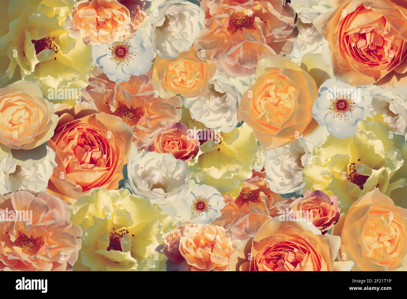 Gelbe Rosen Hintergrund. Für Hochzeitseinladung, Kosmetik, Grußkarte, Spa, Verpackung. Stockfoto
