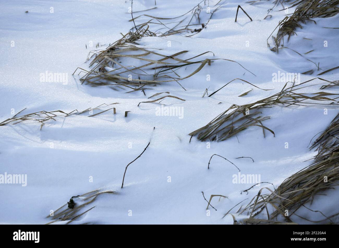 Dünenlandschaft mit Gräsern im Schnee in dramatischem Schwarz Und weiße Farben Stockfoto