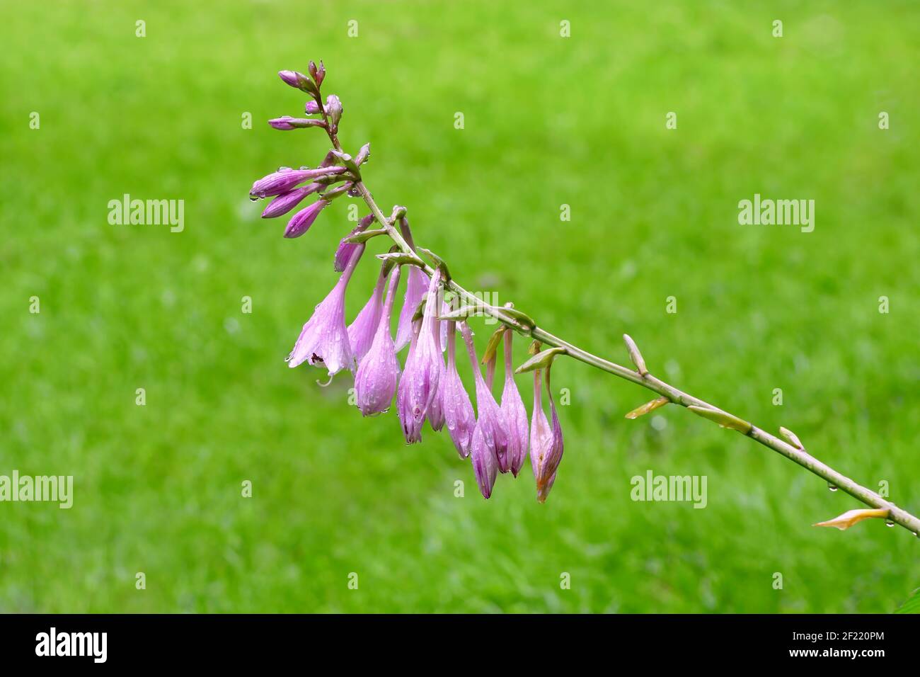 Schöne riesige feuchte Glockenblumenpflanze blüht im Sommer, Campanula mit lila und violetten Farbton längliche Blüten auf dem grünen Grasland verschwommen Bac Stockfoto