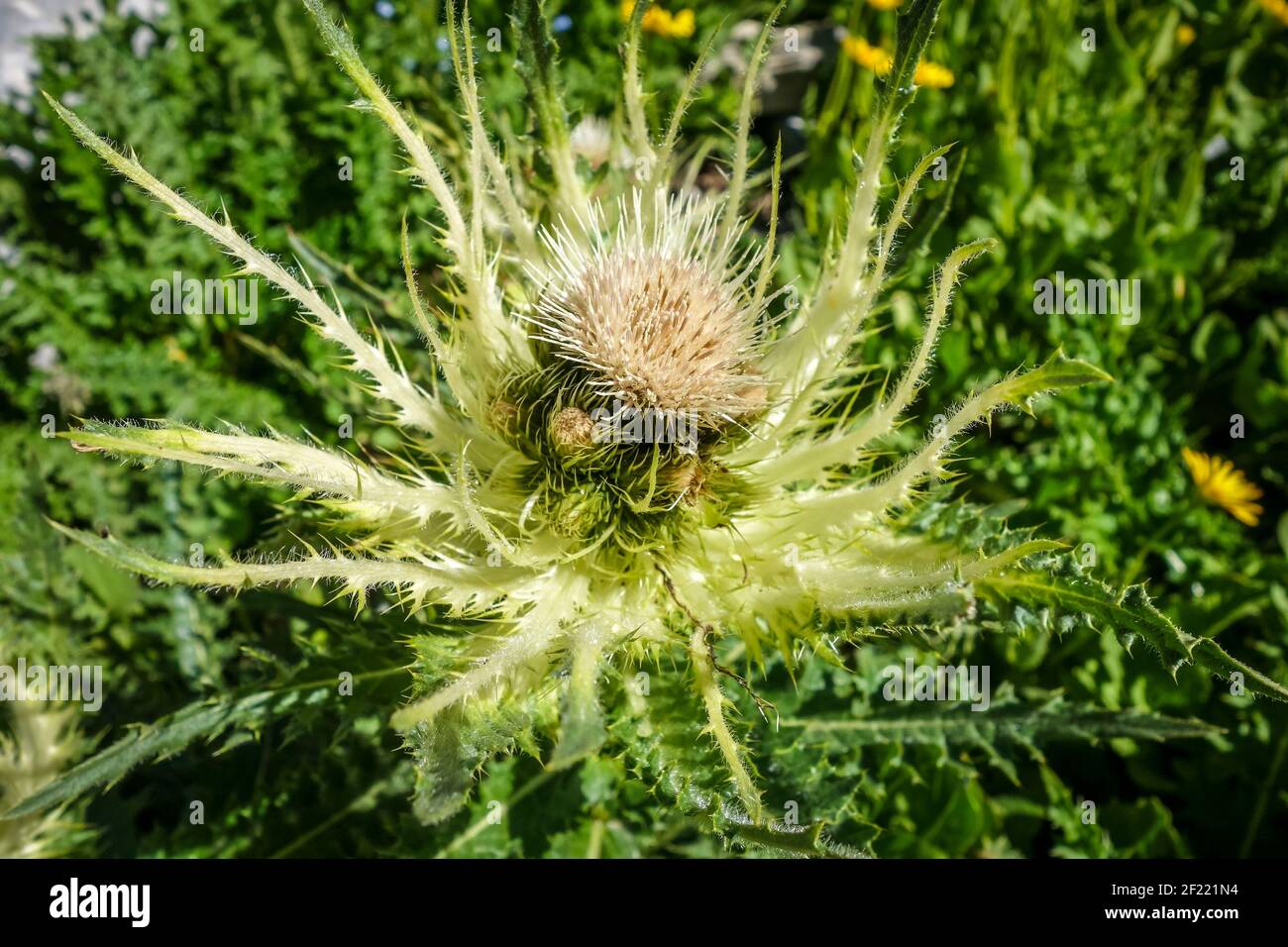 Alpine Sea Stechpalme, Eryngium alpinum, in Savoie, Frankreich Stockfoto