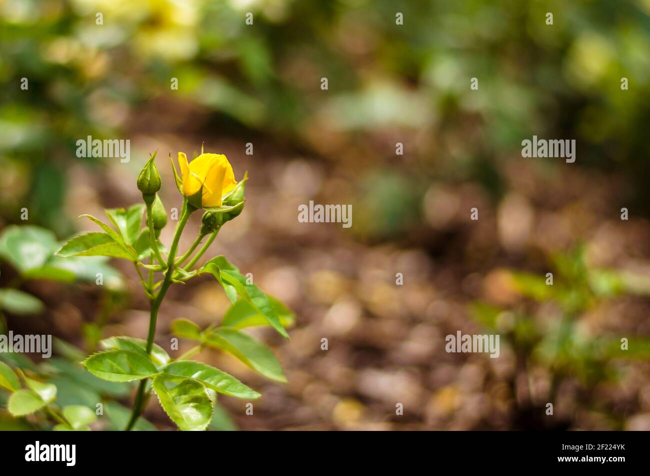 Bud der gelbe Rose Blume Bild Stockfoto