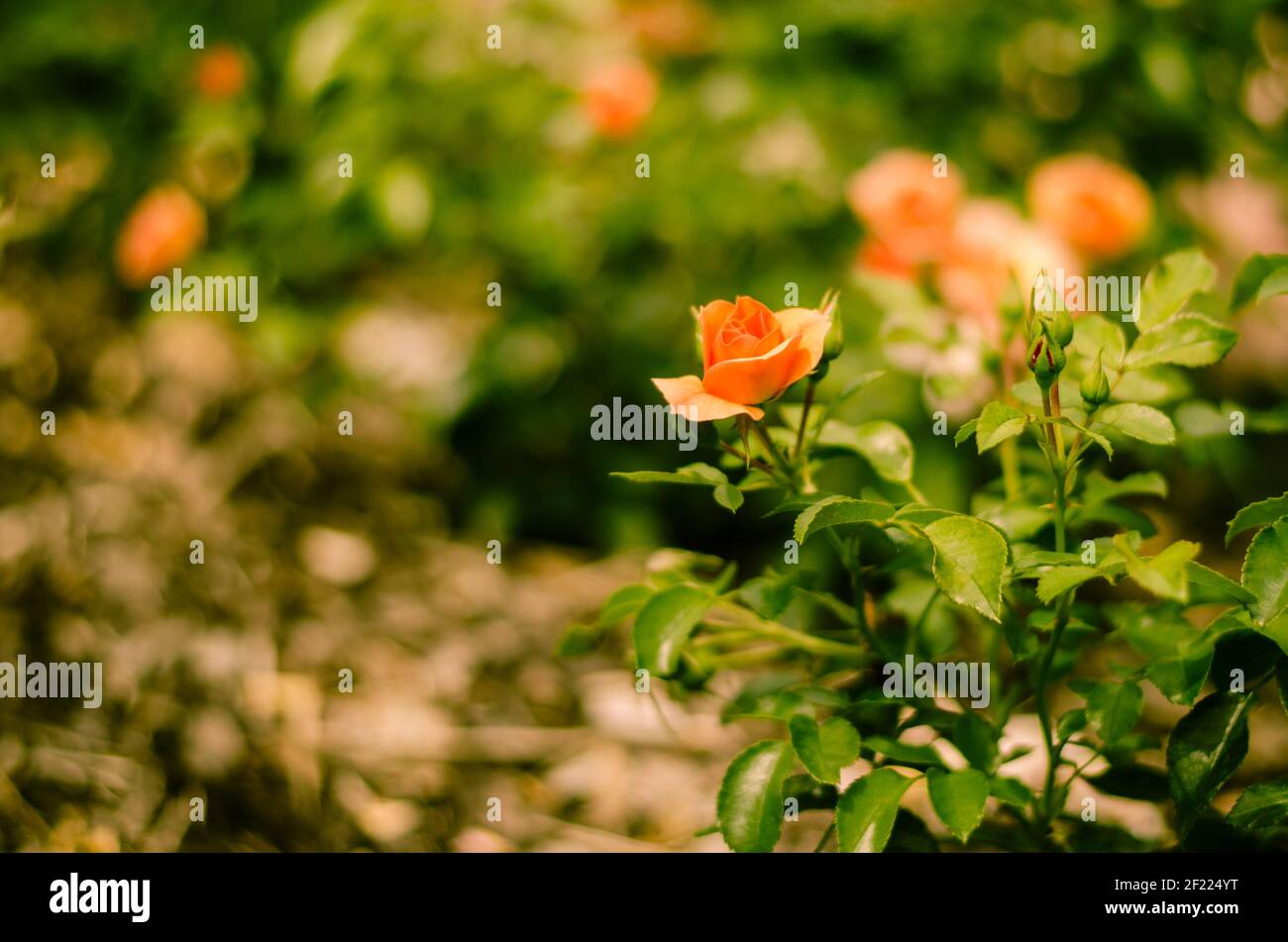 Bud von orange Rose Blume Bild Stockfoto
