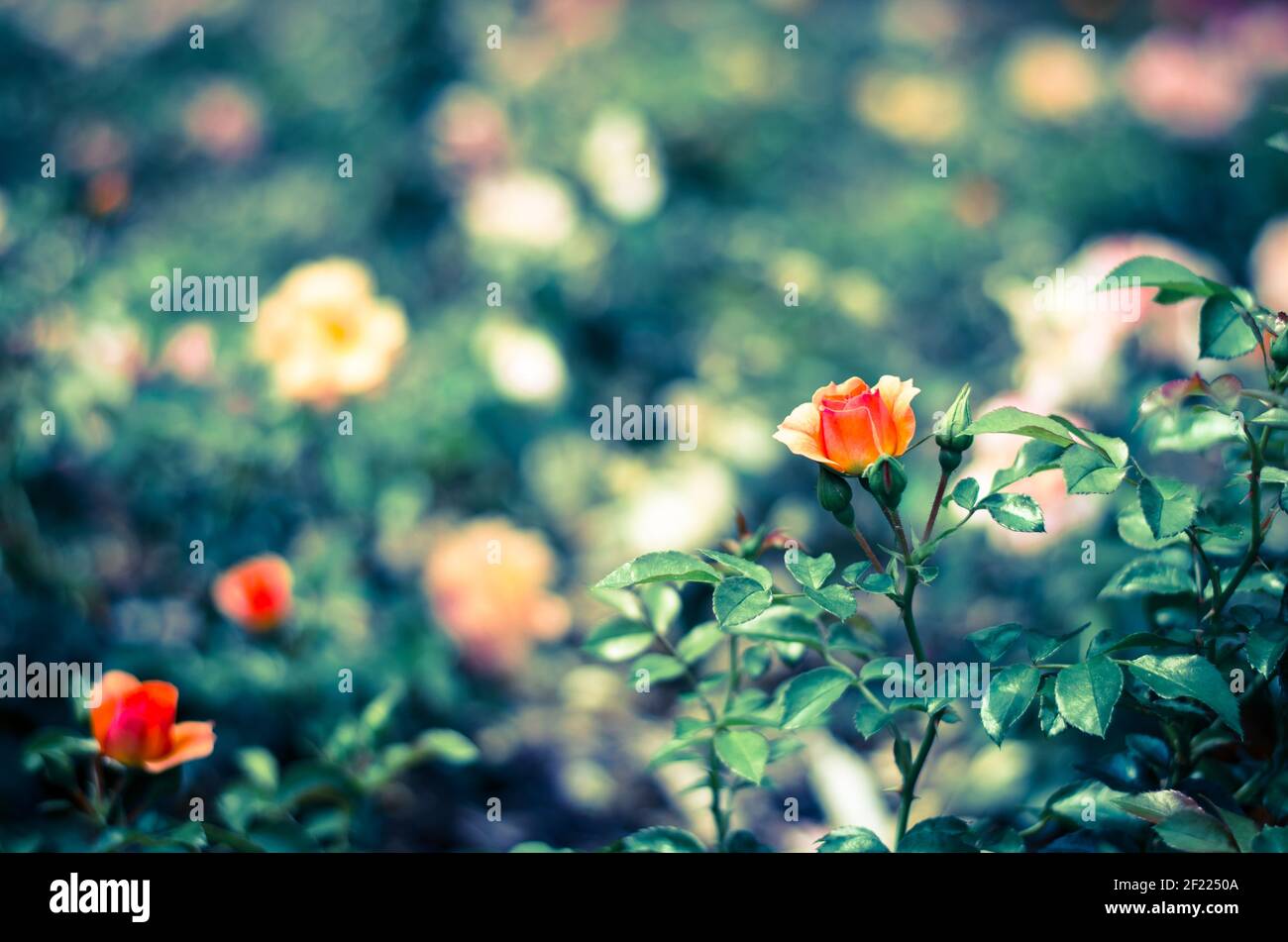 Bud von orange Rose Blume Bild Stockfoto