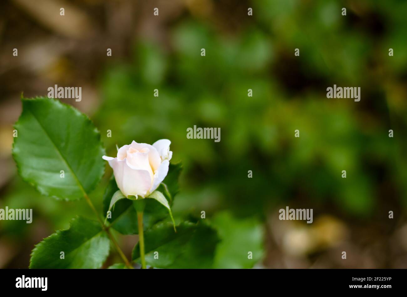 Bud der Weißen Rose Blume Bild Stockfoto