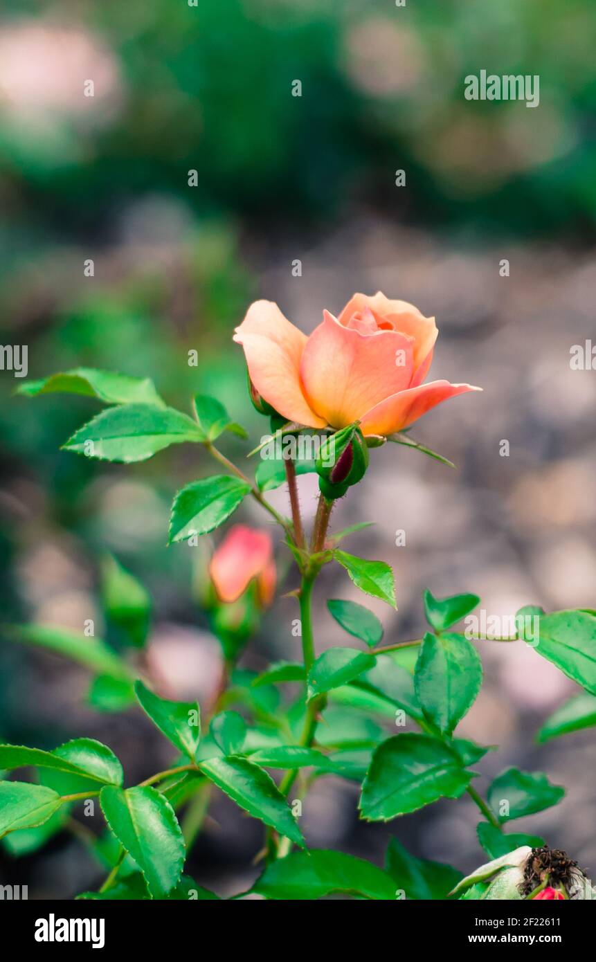 Bud von orange Rose Blume Bild Stockfoto