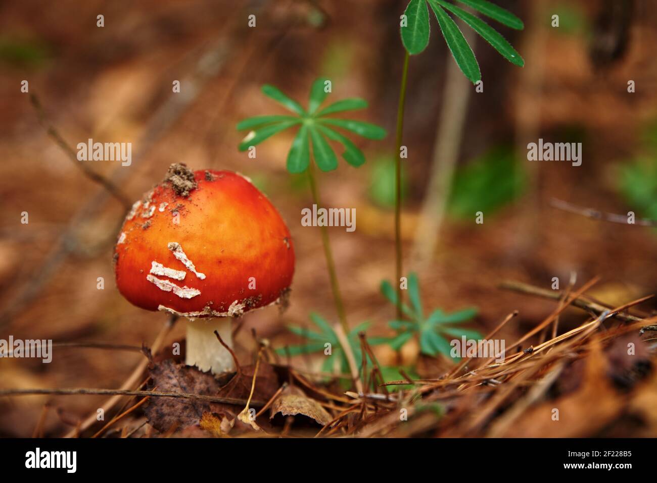 Rote Fliege agaric im Herbstwald. Giftiger Pilz. Amanita muscaria, Nahaufnahme Stockfoto