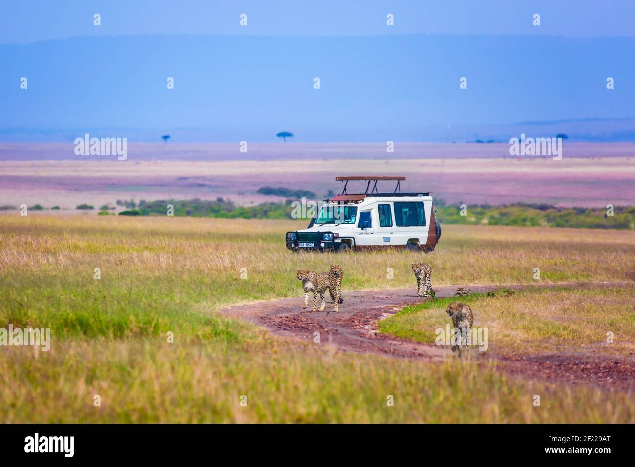 Cheetah Familie läuft zwischen touristischen Jeeps Stockfoto