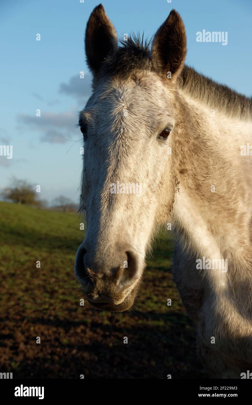 Porträt von einem weißen Pferd in einem Feld Stockfoto