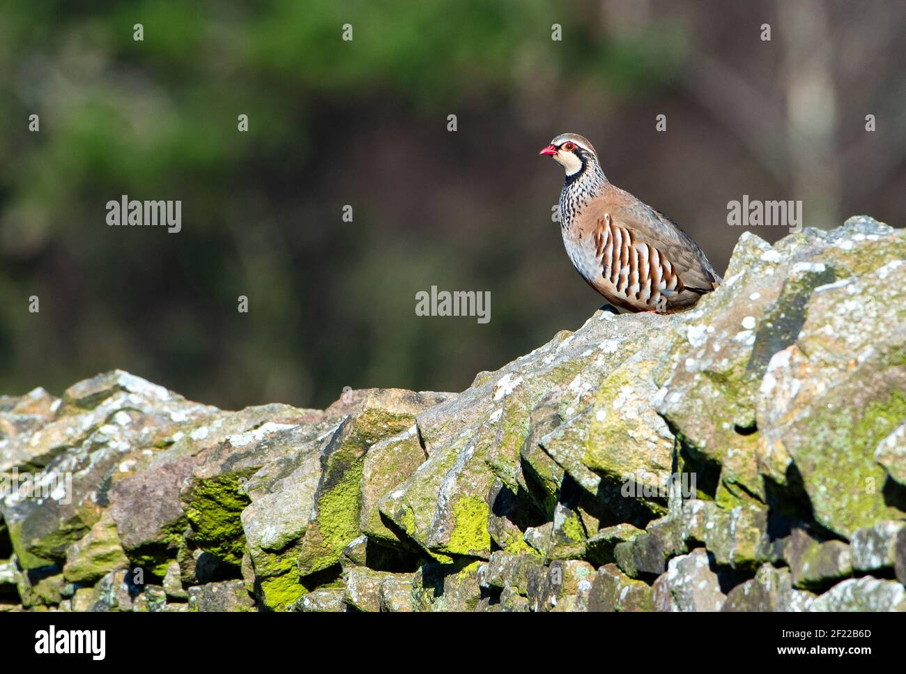 Rotbeinige Rebhuhn an einer Steinmauer, Oakenclough, Lancaster, Lancashire, Großbritannien Stockfoto