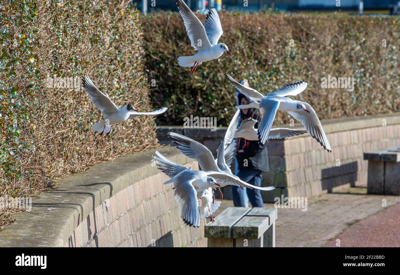 Schwarzkopfmöwen, Morecambe, Lancashire. Credit John Eveson/Alamy Live News. Stockfoto