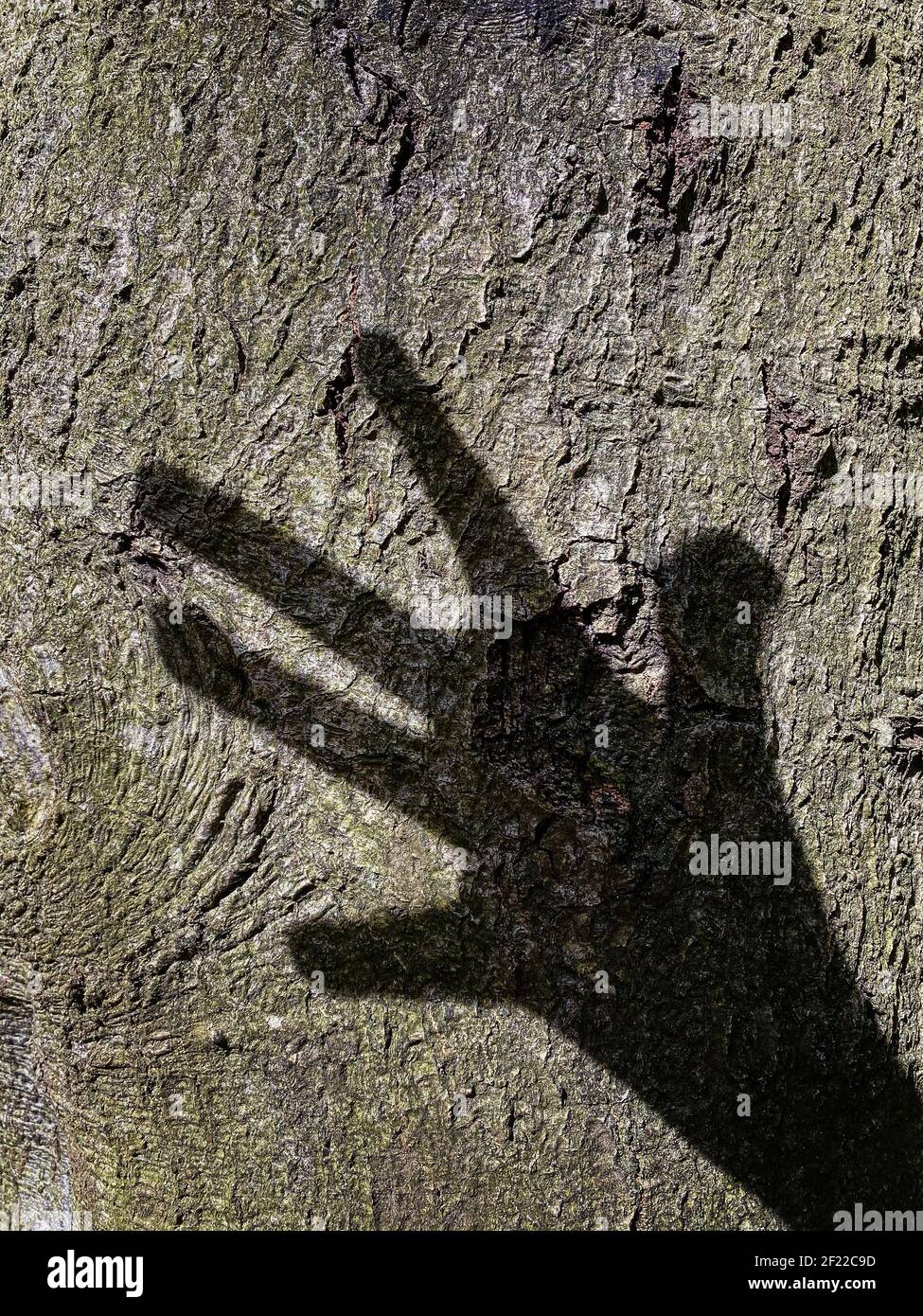 Schatten einer Hand auf den Stamm eines gegossen Baum Stockfoto