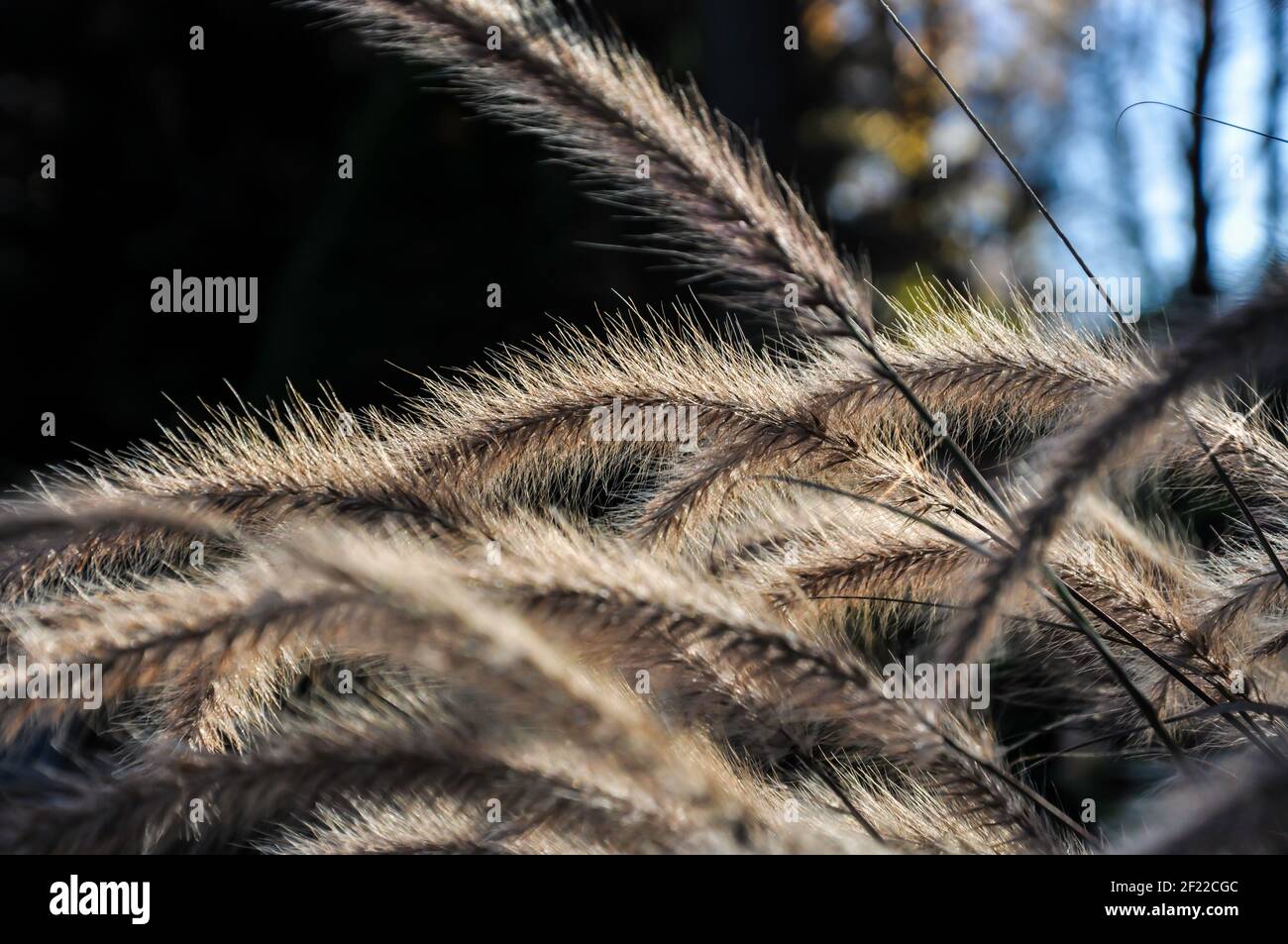 Pennisetum weht im Wind im Spätsommer gegen eine Unscharfer Hintergrund Stockfoto