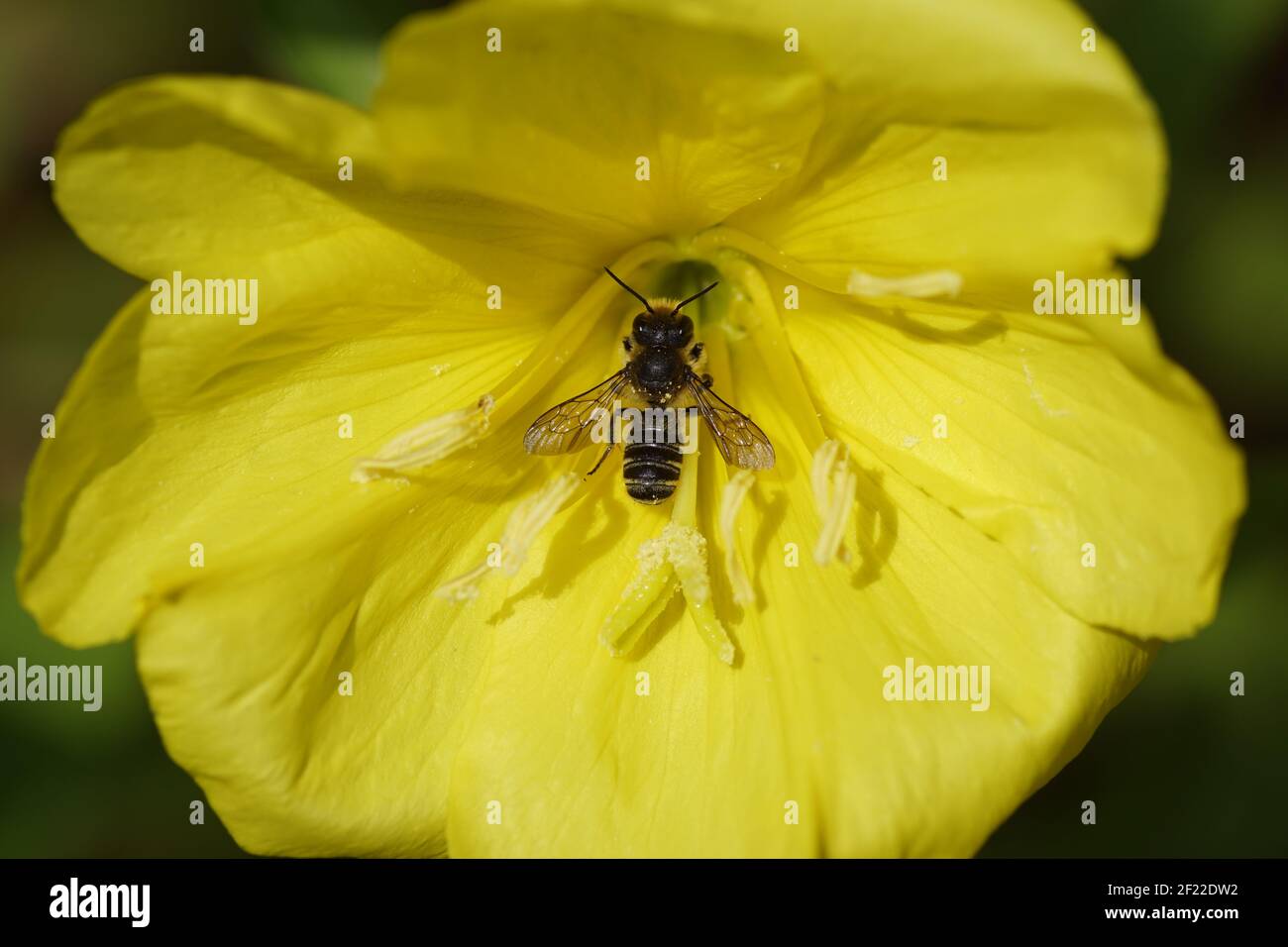 Blattschneiderbiene (Megachile) der Familie Maurerbienen (Megachilidae) auf Eine Blume der gewöhnlichen Nachtkerze (Oenothera biennis) Stockfoto