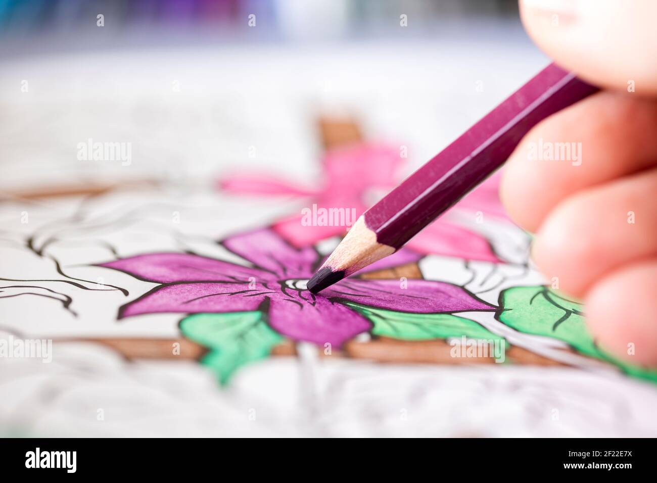 Das Nahaufnahme Porträt der Finger der Hand, die die purpurne hölzerne Bleistiftfärbung in der Blume im Malbuch für die Erwachsenen hält. Die Farbe ist schön gezeichnet Stockfoto