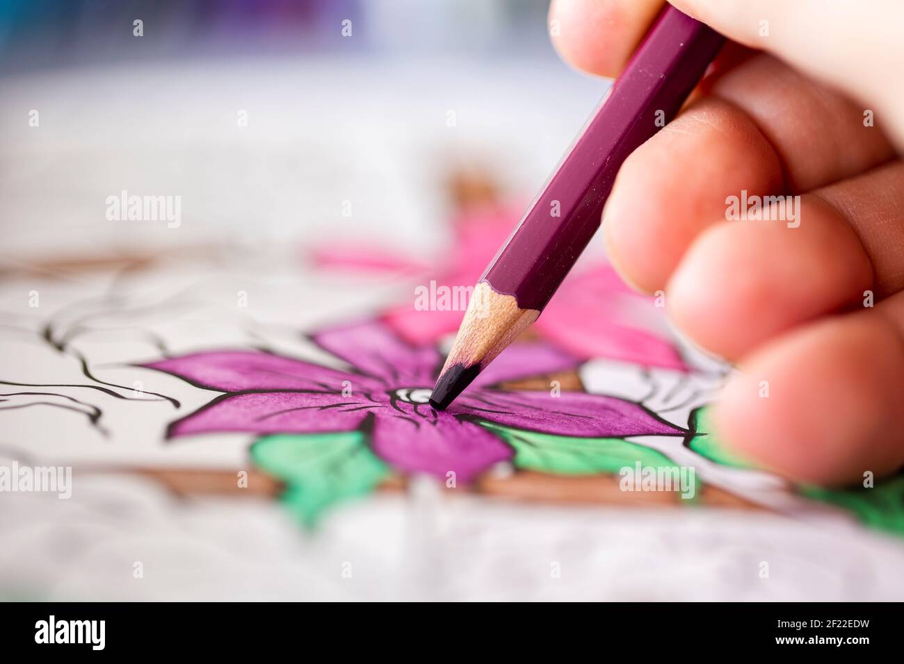Das Nahaufnahme Makro-Porträt der Finger der Hand, die die violette hölzerne Bleistiftfärbung in der Blume im Malbuch für die Erwachsenen hält. Die Farbe ist schön Stockfoto