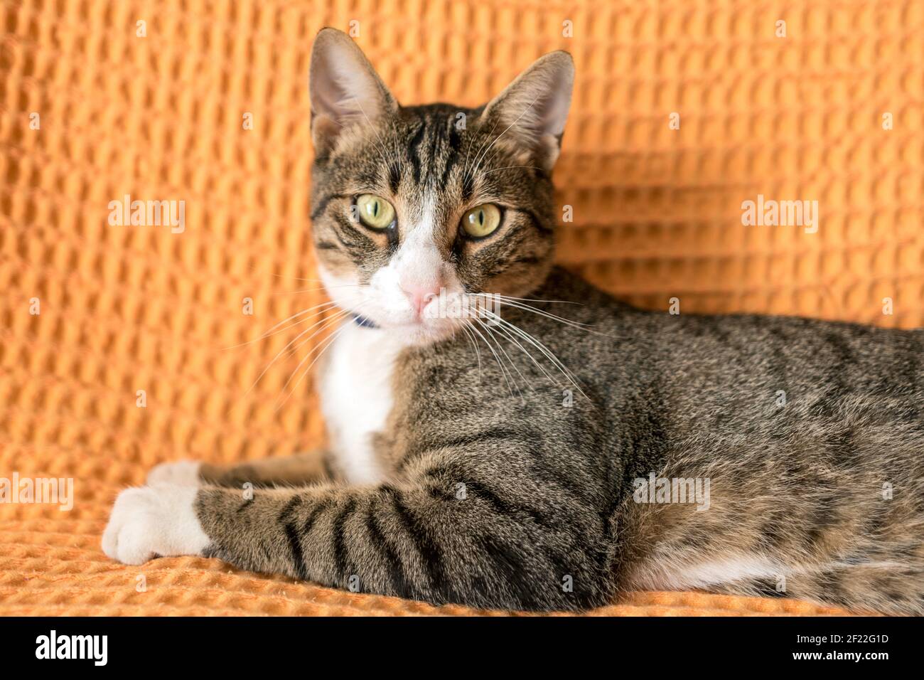 Eine niedliche Katze posiert zu Hause. Ein Katzenportrait aus der Nähe. Stockfoto