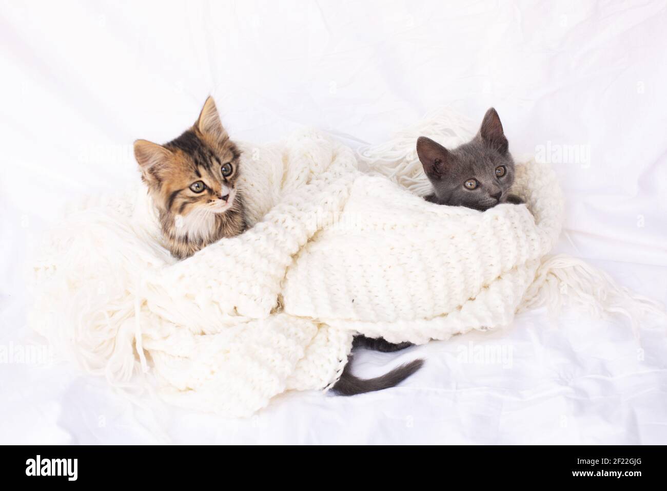 Zwei niedliche tabby Kätzchen auf weißem Strickschal. Haustiere. Stockfoto