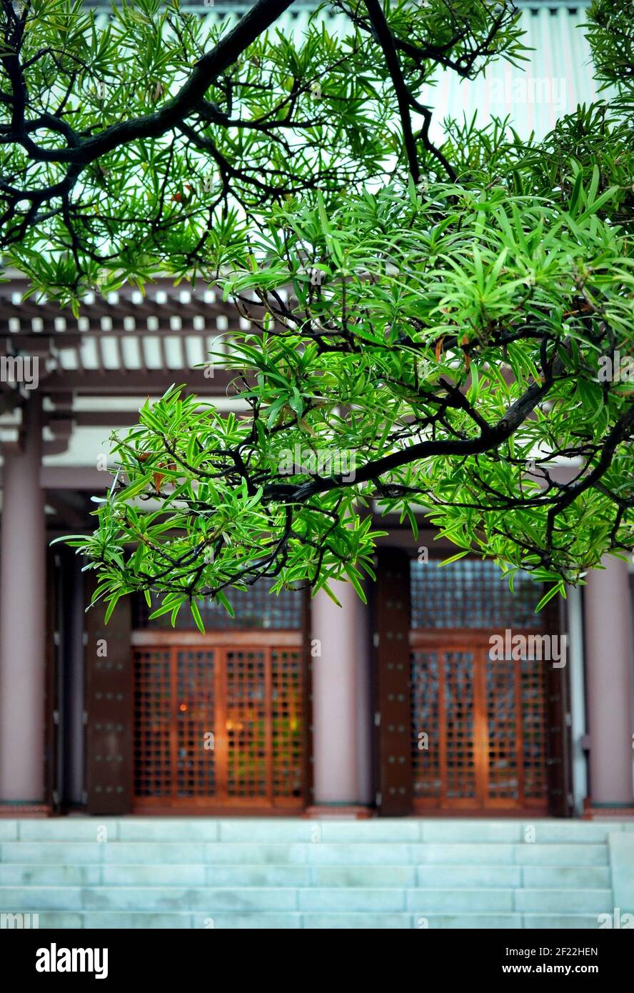 Taxus cuspidata oder japanische Eibe bei Tōchō-ji. Es ist ein Shingon Tempel in Hakata, Fukuoka, Japan. Es wurde Kūkai von 806 gegründet. Stockfoto