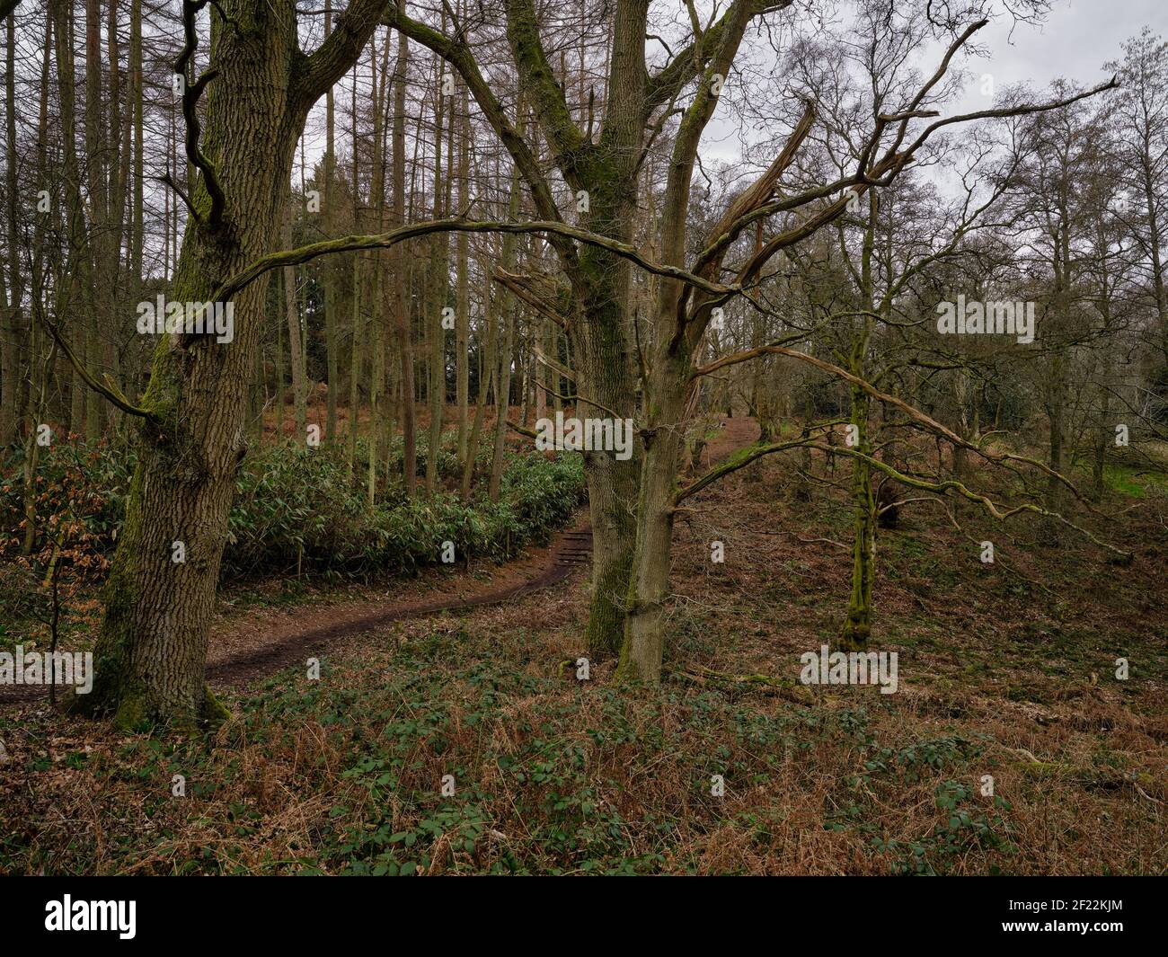 Große Bäume umgeben von kleineren Bäumen in einem Wald, dass Hat auch einen Pfad, der durch sie auf einem stumpfen Frühmorgens am Greenham Common in Berkshire Stockfoto