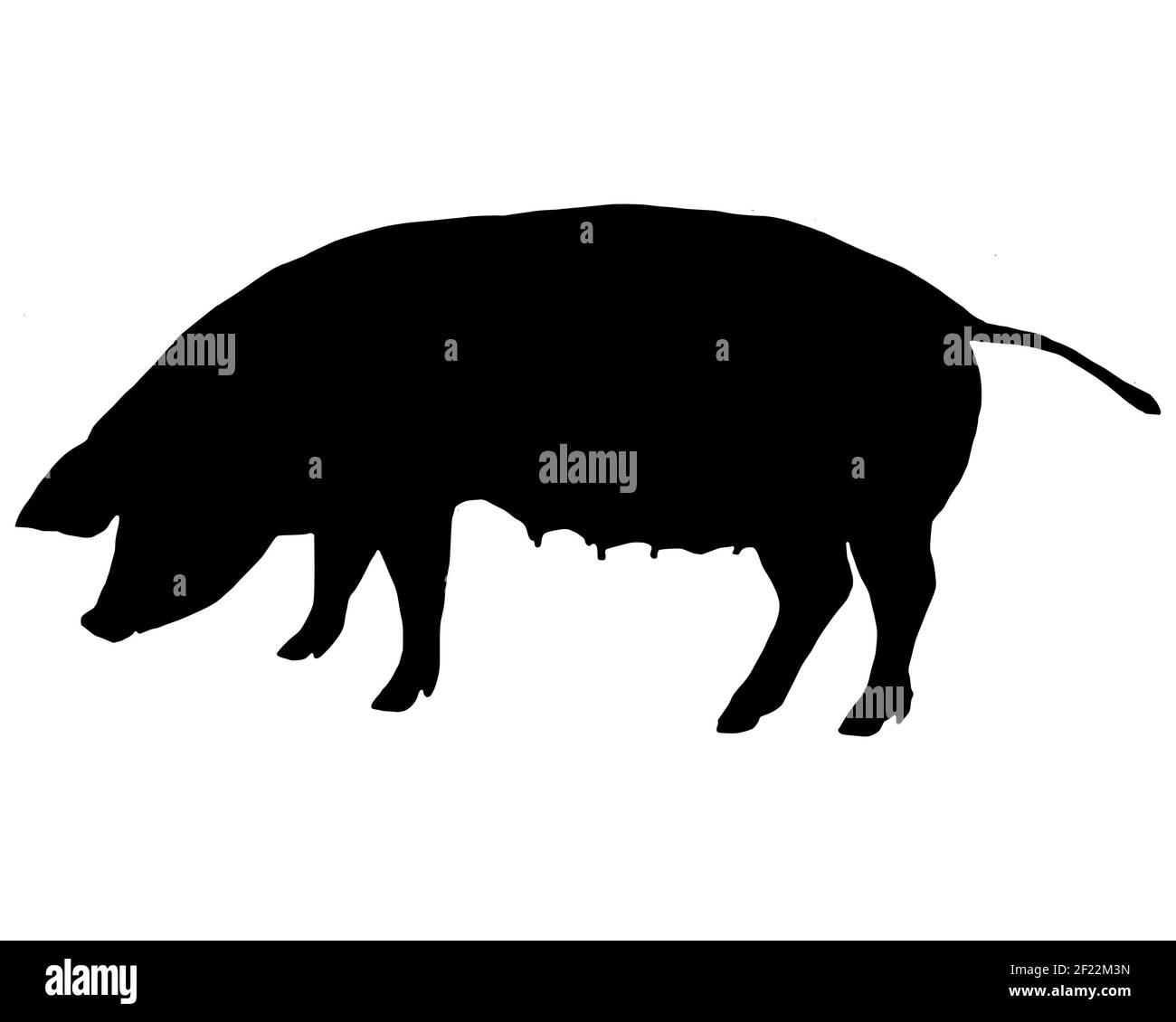 Schwarze Silhouette eines Bentheim Black Pied Schweins auf Weiß Stockfoto
