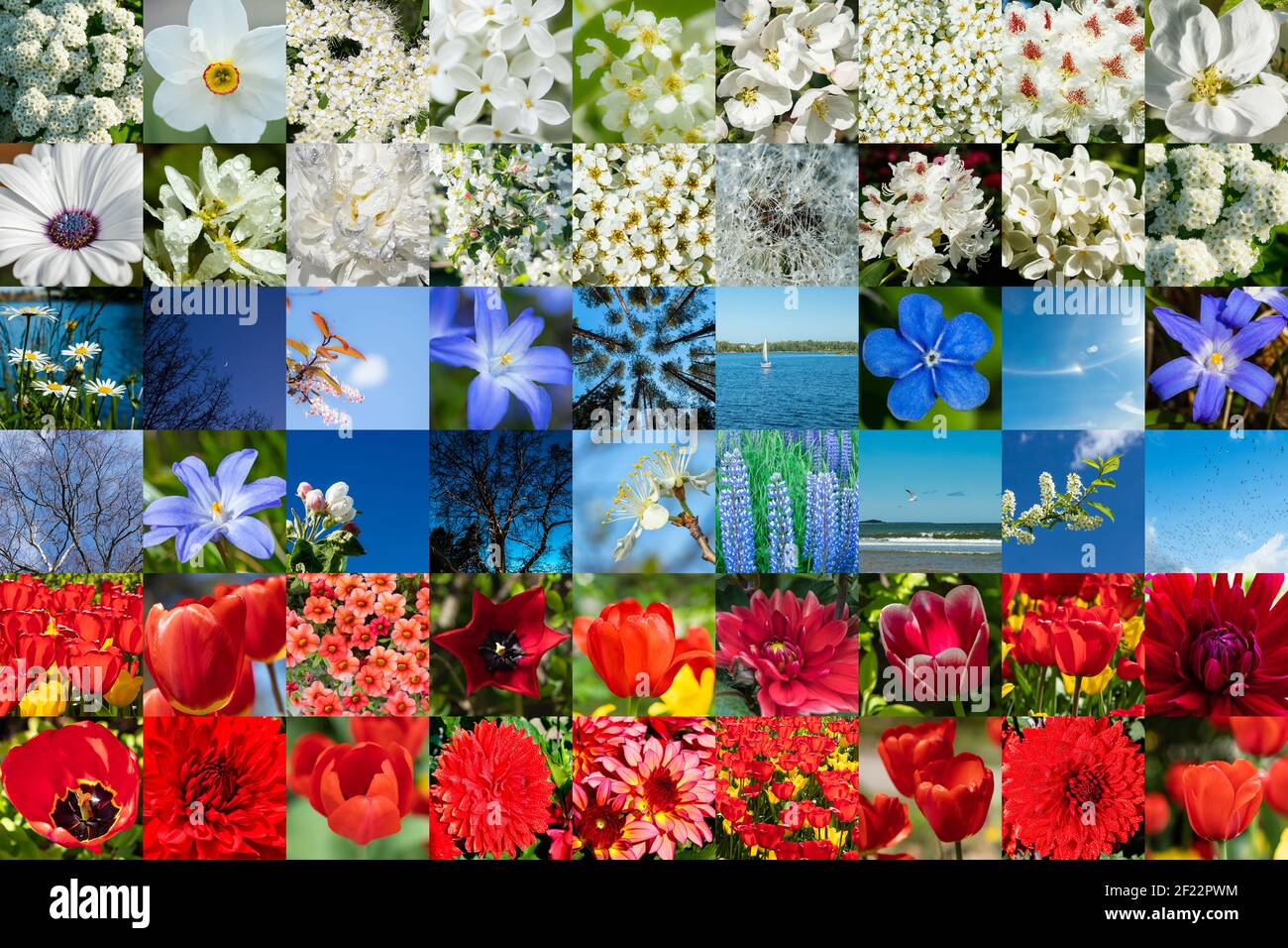 Collage aus weißen, blauen und roten Blumen und Natur in Form einer russischen Flagge. Volle Größe. Stockfoto