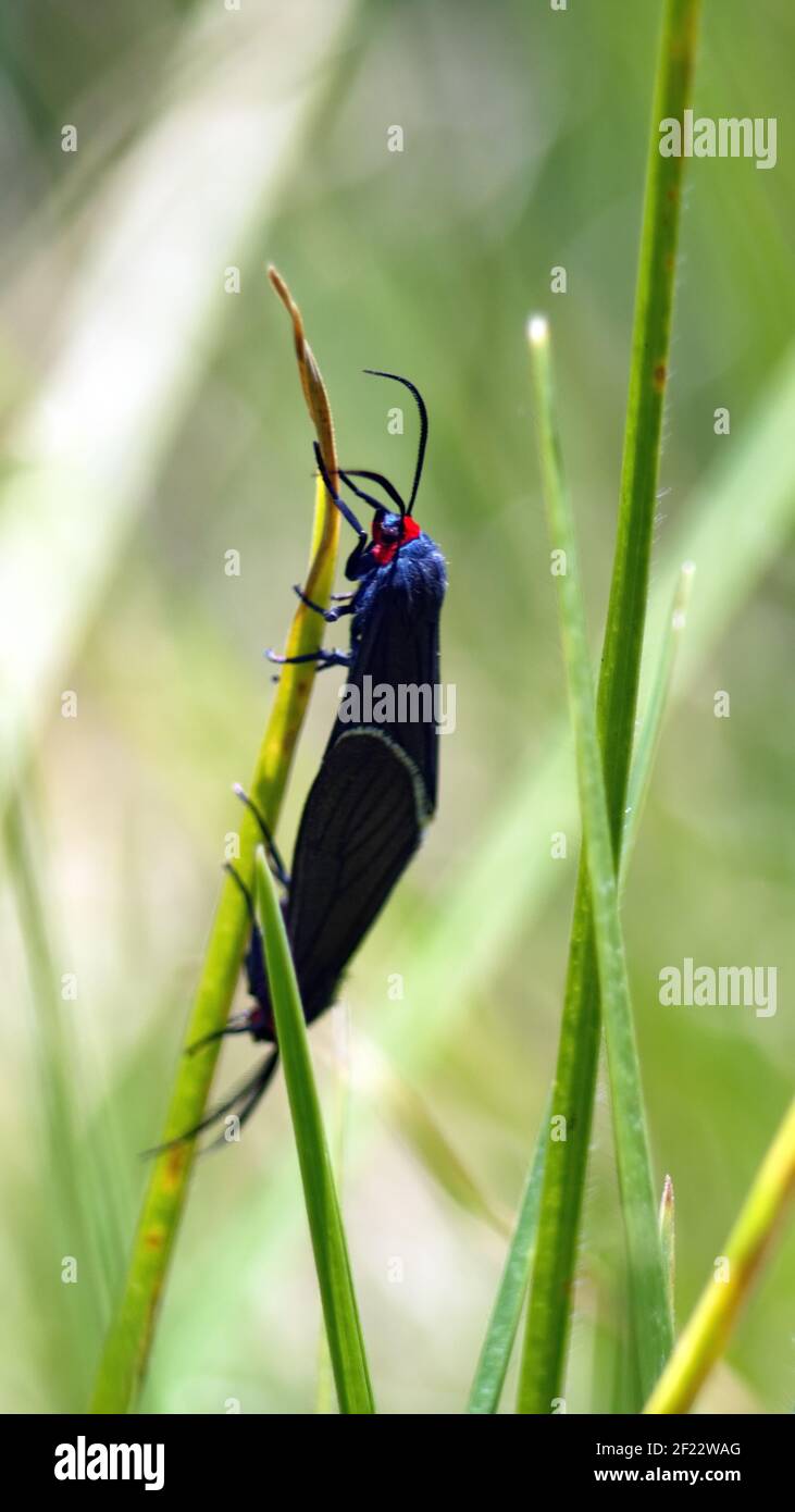 Blaue und schwarze Schmetterlinge auf einem Grashalm, Paarung Stockfoto