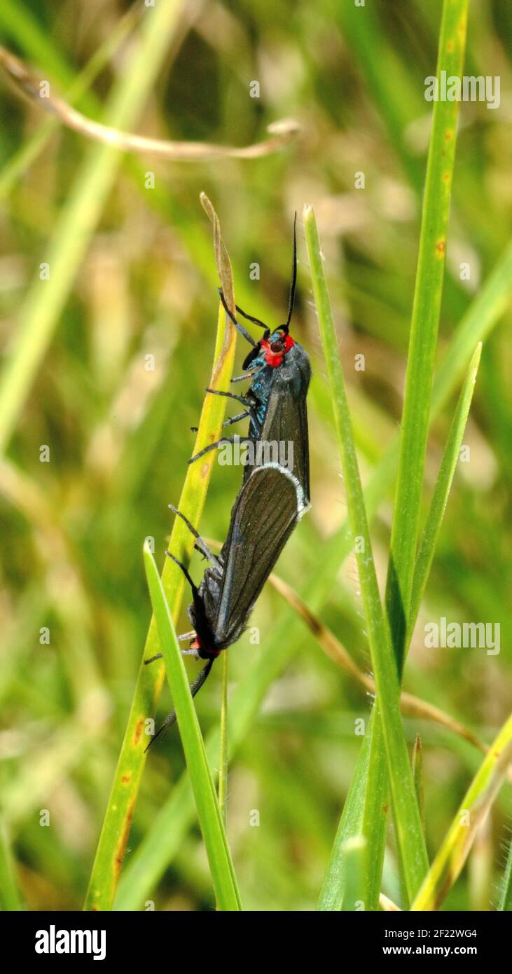Blaue und schwarze Schmetterlinge auf einem Grashalm, Paarung Stockfoto