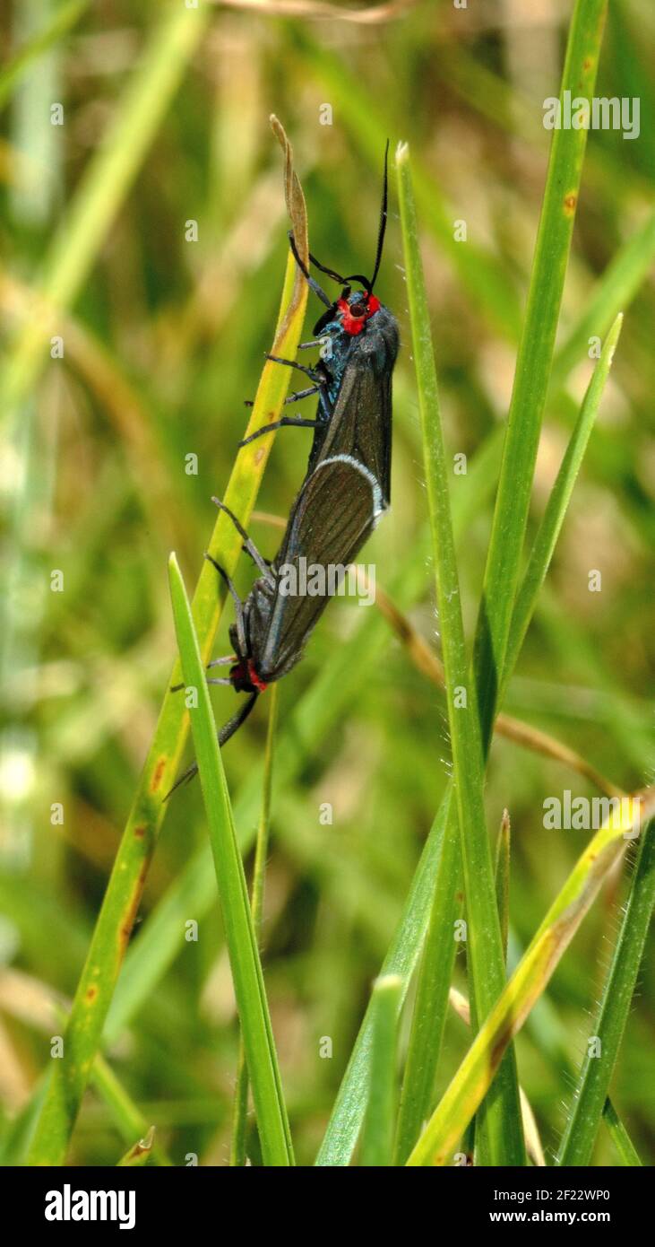Blaue und schwarze Schmetterlinge auf einem Grashalm, Paarung Stockfoto