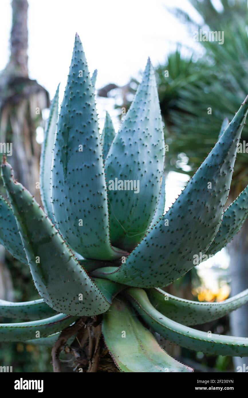 Ein vertikaler Schuss der wachsenden bitteren Aloe-Pflanze mit großen Längliche Blätter Stockfoto