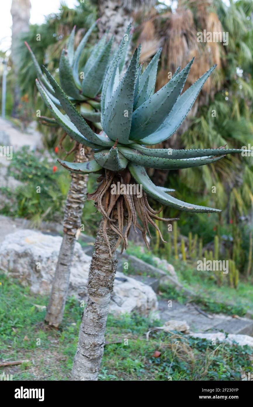 Ein vertikaler Schuss der wachsenden bitteren Aloe-Pflanze mit großen Längliche Blätter Stockfoto