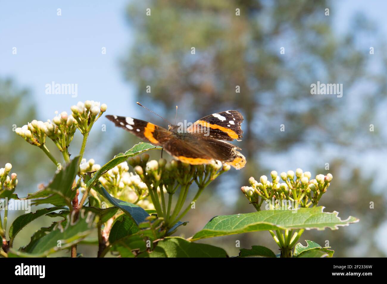Selektiver Fokus Vanessa Atalanta Schmetterling. Orange mit weißen und schwarzen Farbmustern auf Insektenflügel, Schmetterling sucht Nektar auf Blume auf dem Feld Stockfoto