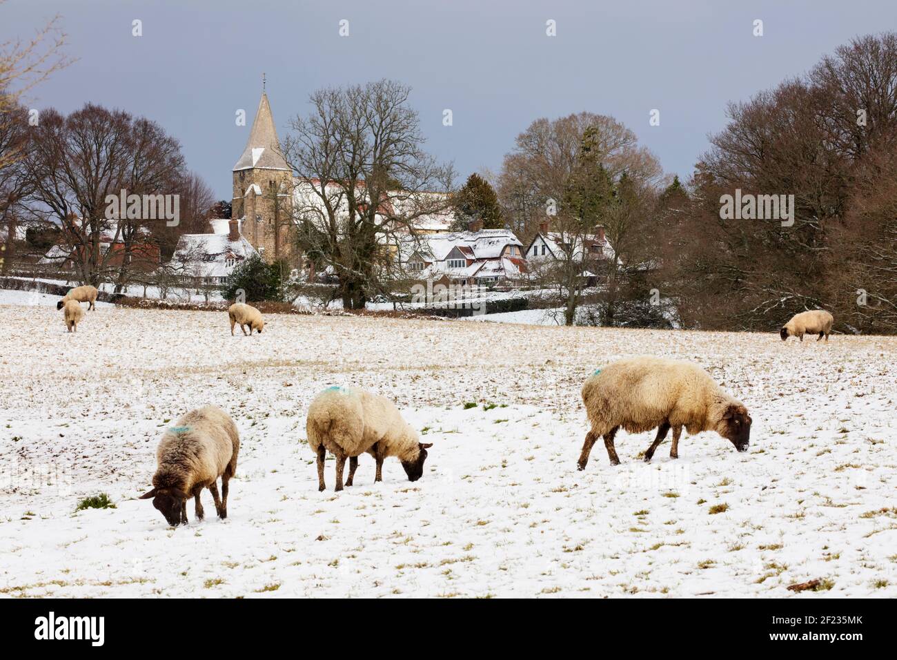 Schafe, die im Schnee unter dem Dorf Burwash mit St. Bartholomew's Kirche, Burwash, East Sussex, England, Vereinigtes Königreich, Europa Stockfoto