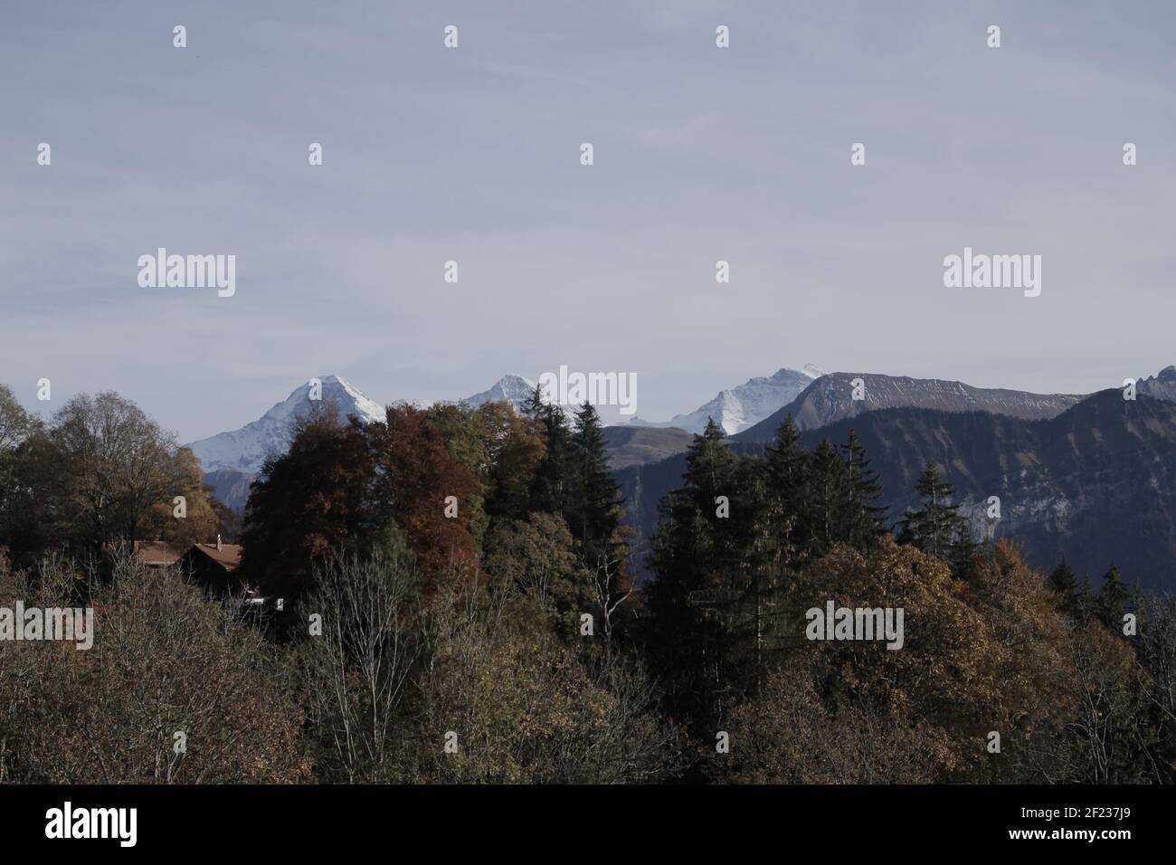 Mein Spaziergang in Europa Mystc Bäume Wald wilde Natur Weilimdorf Lindental Stuttgart Interlaken Stockfoto