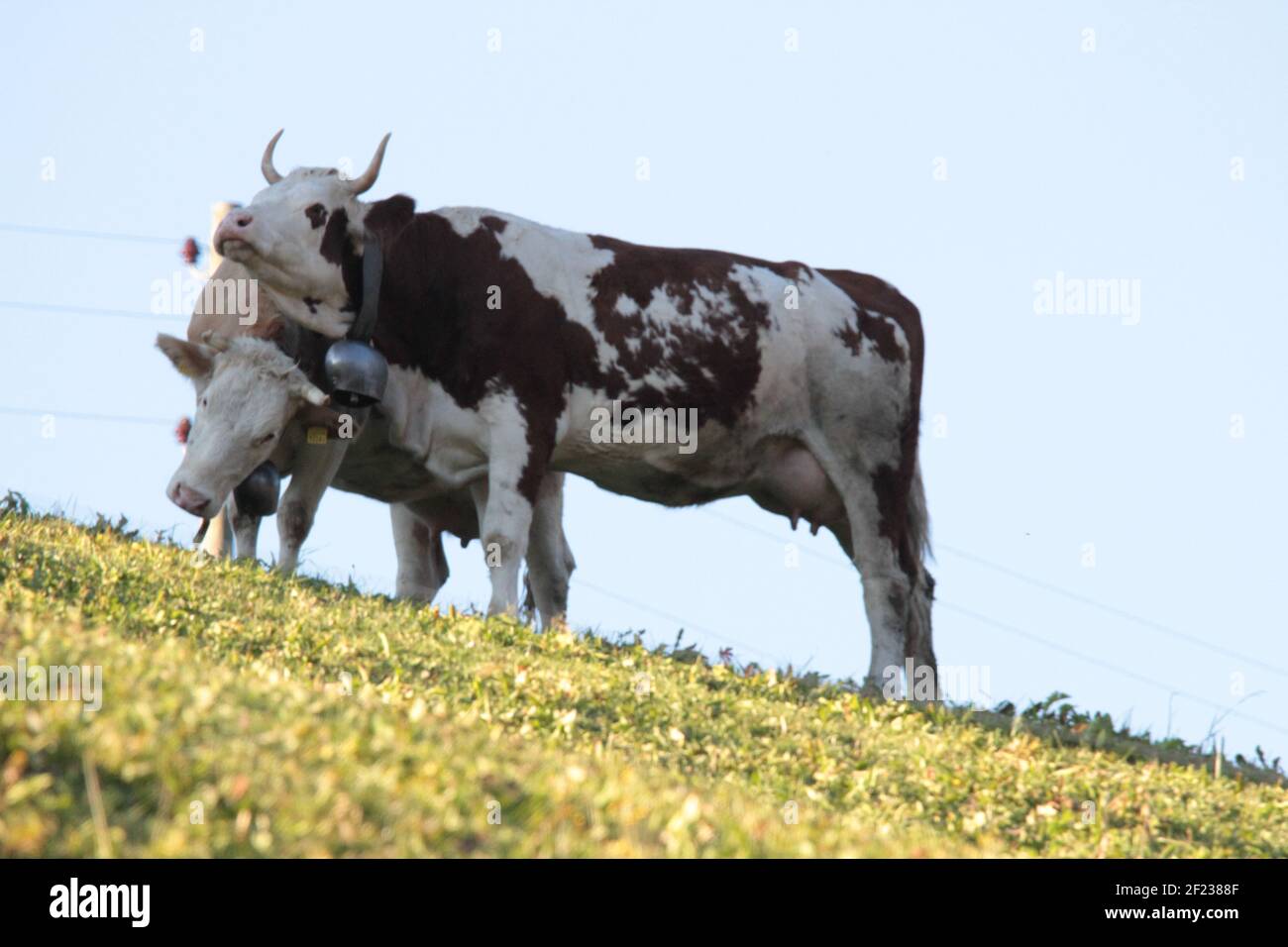 Kühe in Interlaken, Schweiz Stockfoto