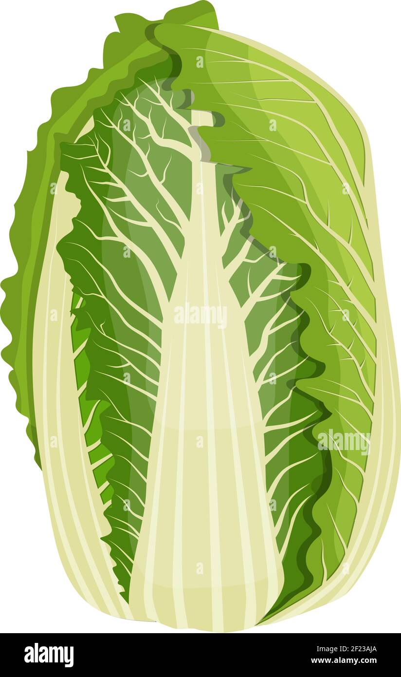 Chinesischer Kohl isoliert auf dem Hintergrund. Stock Vektor